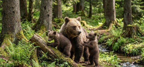 mother-bear-with-two-cubs-romania.jpg