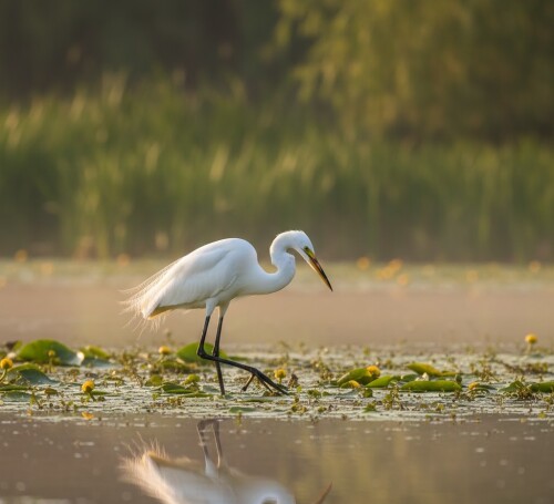 A-Great-Egret-Hunting-in-the-Danube-Delta-Egreta-Mare.jpg