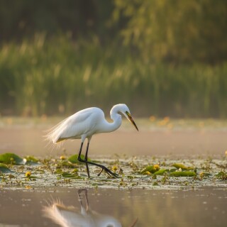 A-Great-Egret-Hunting-in-the-Danube-Delta-Egreta-Mare