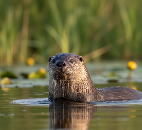 Eurasian-Otter-in-the-Danube-Delta-Vidra.jpg