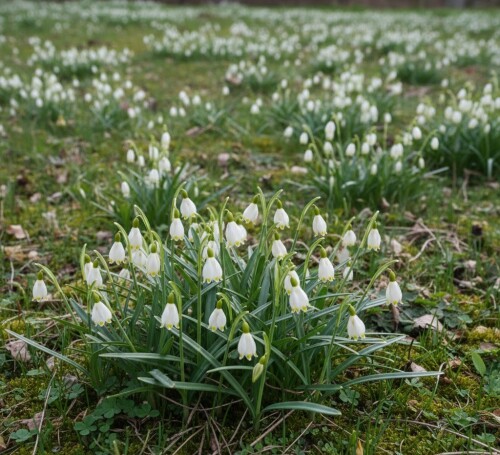 wild-snowdrops-galanthus-carpathian-forest-romania-ghiocei-salbatici.jpg