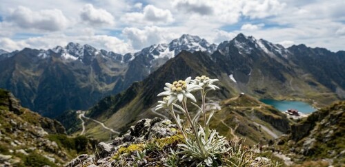 Edelweiss-in-fagaras-mountains-romania.jpg