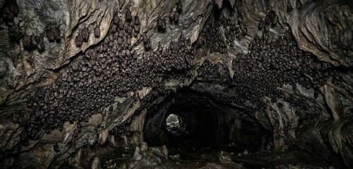 bat-colony-romanian-cave-wildlife-colinie-lilieci.jpg