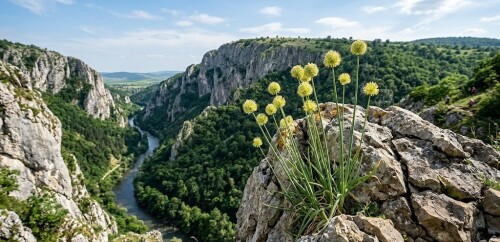 rock-onion-allium-obliquum-turda-gorges-romania-ceapa-de-stanca.jpg