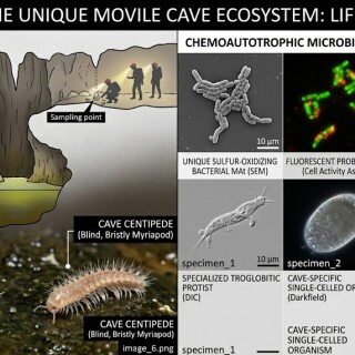 movile-cave-ecosystem-organisms-microscopy