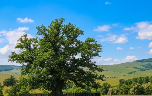 1000-year-old-oak-mercheasa-transylvania-romania-stejarul-de-1000-de-ani-summer.jpg