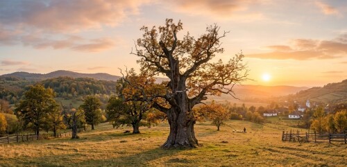 1000-year-old-oak-mercheasa-transylvania-romania-stejarul-de-1000-de-ani.jpg