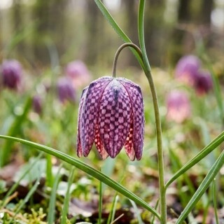 checkered-tulip-fritillaria-meleagris-botorogi-forest-gorj-romania-laleaua-pestrita