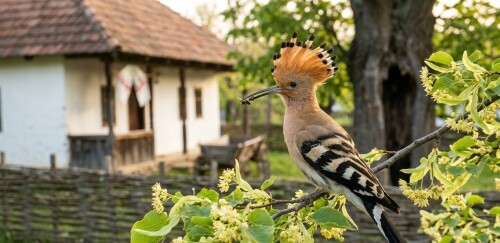 hoopoe-bird-linden-tree-romanian-village-pupaza-din-tei.jpg