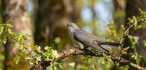 cuckoo-bird-romanian-folklore-myth-superstition.jpg