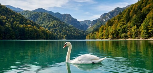 mute-swan-emerald-paltinu-lake-prahova-romania.jpg