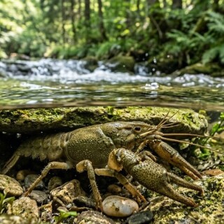 stone-crayfish-racul-bihorean-mountain-stream-romania