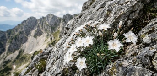 white-cliff-carnation-garofita-alba-stanci-romania-mountains.jpg