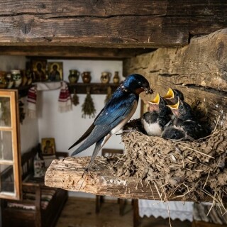 barn-swallow-nest-feeding-chicks-romania