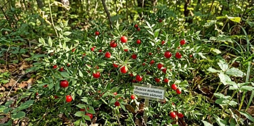 butchers-broom-ghimpele-paduret-ruscus-aculeatus-romania-nature.jpg