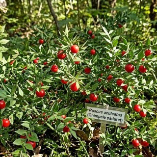 butchers-broom-ghimpele-paduret-ruscus-aculeatus-romania-nature