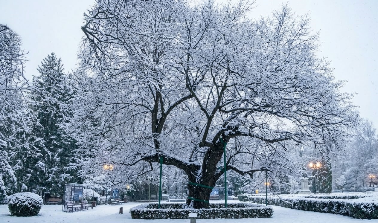 The historic Eminescu's Linden Tree covered in snow during winter in Copou Park, Iași, without any people in the frame. The historic Eminescu's Linden Tree covered in snow during winter in Copou Park, Iași, without any people in the frame.