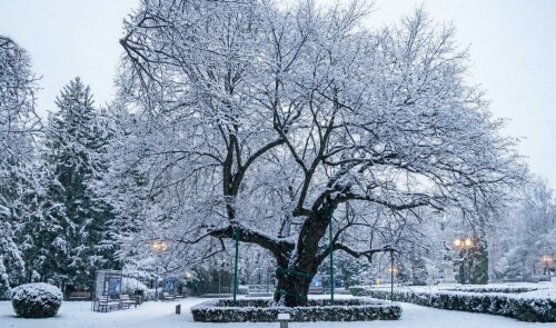 eminescu-linden-tree-winter-copou-park-iasi-romania.jpg