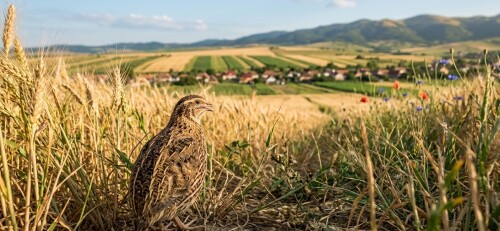 common-quail-prepelita-romania-wheat-field-landscape.jpg