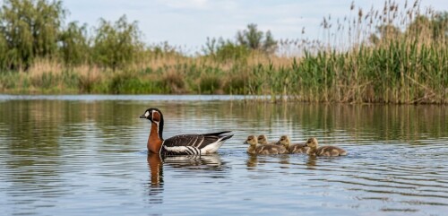red breasted goose with goslings romania nature gasca cu gat rosu