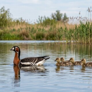 red-breasted-goose-with-goslings-romania-nature-gasca-cu-gat-rosu