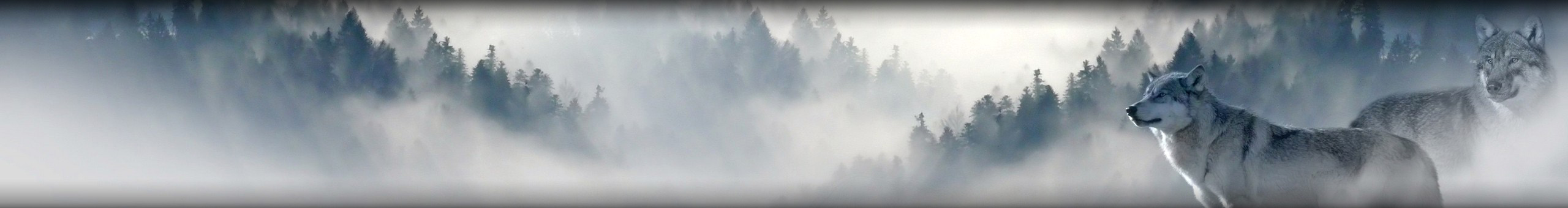 Grey wolves in the misty Carpathian forests - Login to Beautiful-Romania.com